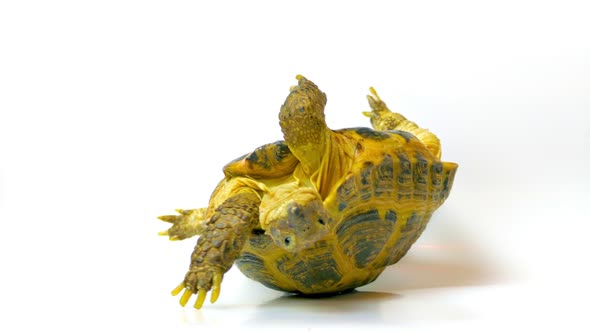 Kleinmann's Tortoise