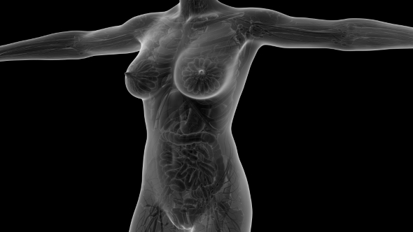 Human Body With Visible Organs alt