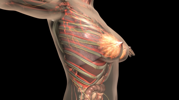 Human Body With Visible Organs alt