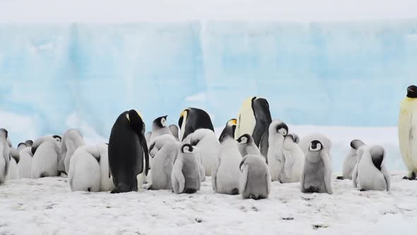 Emperor Penguins at Snow Hill Antarctica 2018