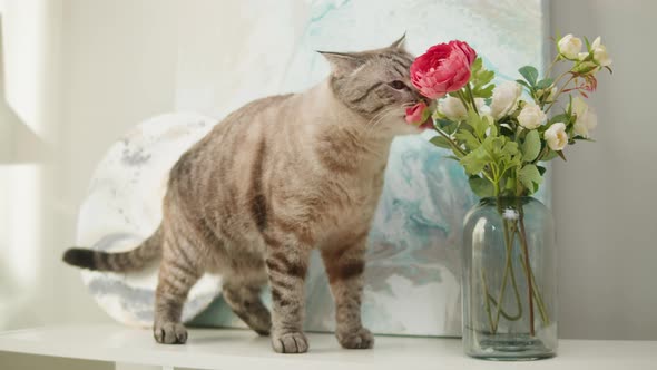 Cat Sitting on Shelf Closeup Scottish Fold Portrait