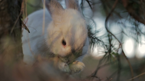 White Rabbit in a Summer Forest