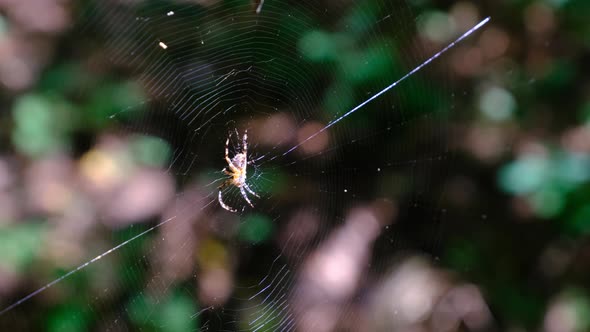 Spider Araneus Closeup on a Web Against a Background of Green Nature