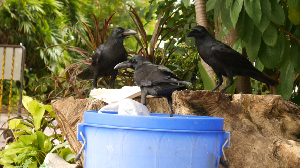 Crows with Litter Bin
