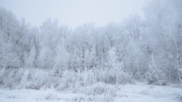 Walk Through the Winter Forest with Snowcovered Trees on a Beautiful Frosty Morning