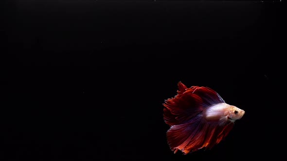 Vibrant and colourful Siamese fighting fish Betta splendens, also known as Thai Fighting Fish or bet