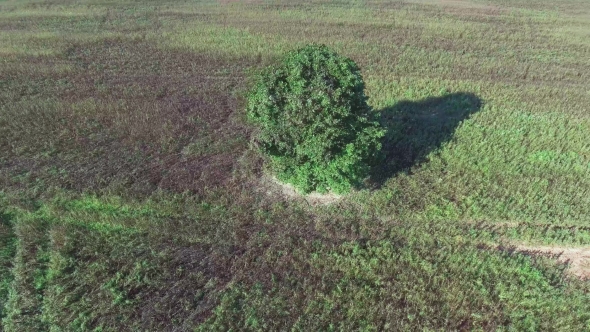 Alone Tree In The Fields