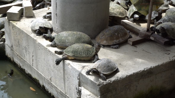 Turtles Sunbathing On Concrete Structure
