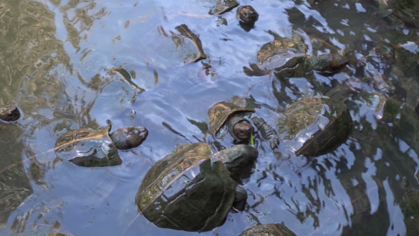 Feeding Turtles In Temple Pond