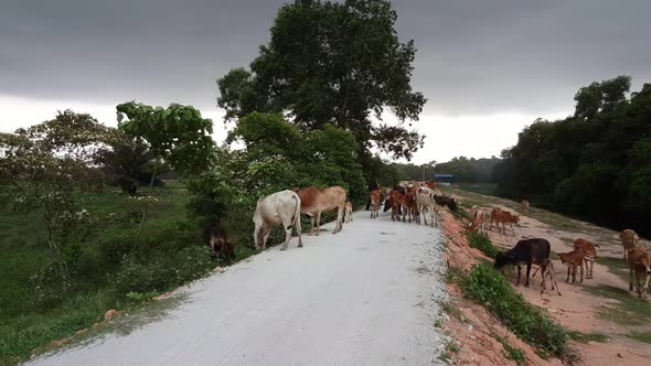 Cow walk during cloudy day.