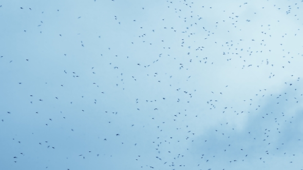 Gnats Cloud Swarming In Front Of Blue Sky