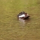 Duck Swims Bathes In Mountain River - VideoHive Item for Sale