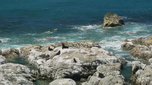 kaikoura fur seal stay at the rock near the beach