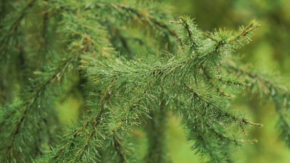 Rain Drops On The Branch Of Spruce..