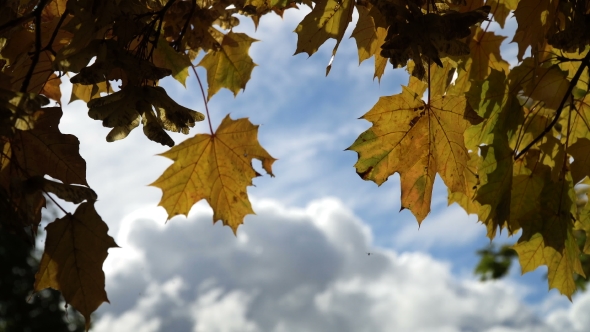 Autumn Landscape With Trees And Leaves.