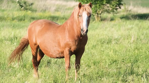 A Beautiful Red Horse Stands in the Middle of the Field and Looks at the Camera