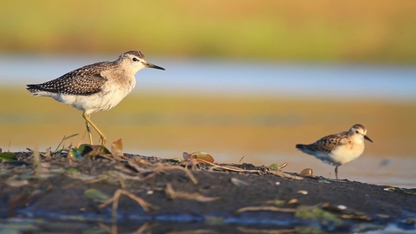 Large And Small Sandpiper Standing On One Leg