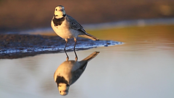 White Wagtail Standing In The Lake, Reflections In Water