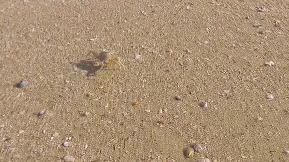 Crab scurrying across the beach and over seashells in slow motion.