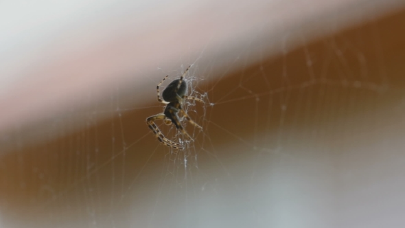 Spider On The Web, Eats Prey