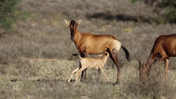 Red Hartebeest And Suckling Calf