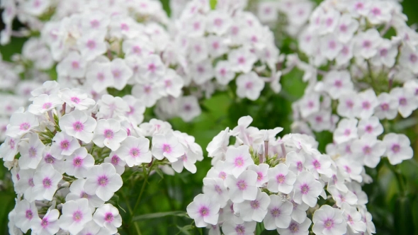 Beautiful White Varietal Phlox