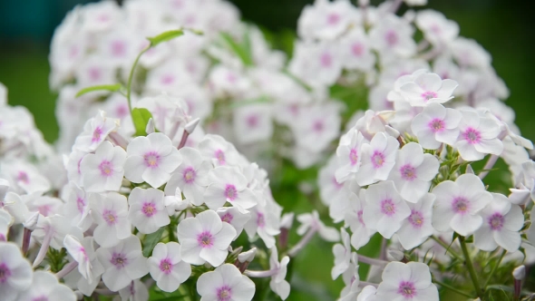 Beautiful White Varietal Phlox