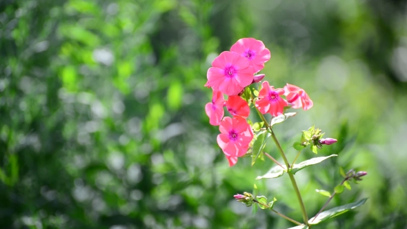 Beautiful Bright Pink Varietal Phlox