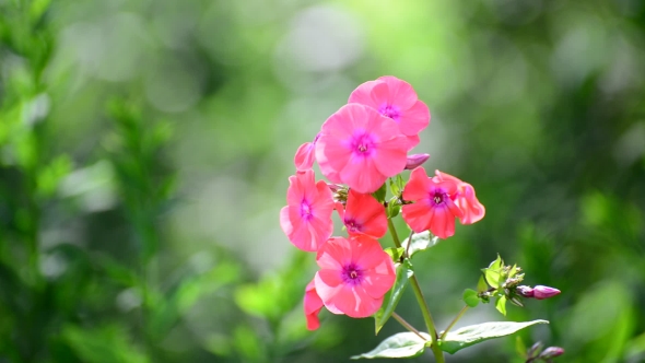 Beautiful Bright Pink Varietal Phlox