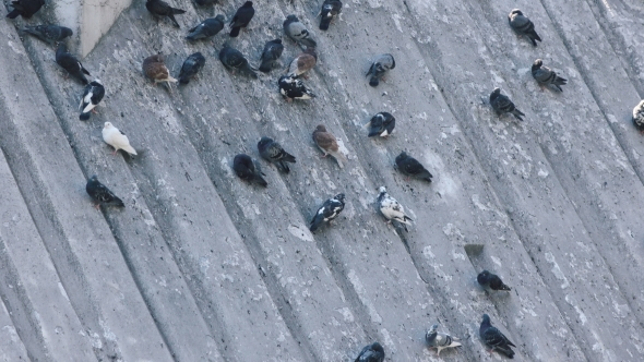 Pigeons In Park On Inclined Plane