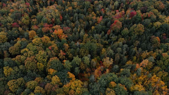 Drone flight over fall forest in Canada. Autumn leaves and trees. Orange, Red, Yellow and Green beau