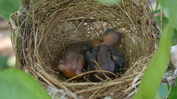 Baby Bird Sleep in Nest