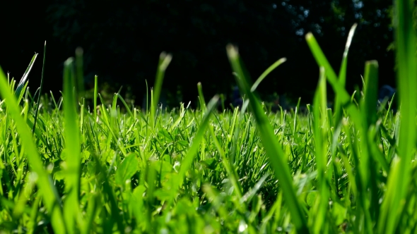 Green Grass On Trimmed Lawn. Natural Summer Background