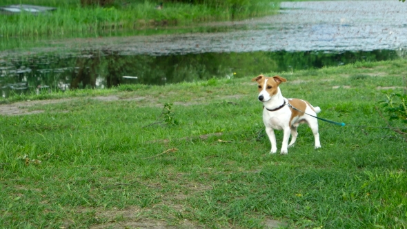 Dog Breed Jack Russell Terrier On a Leash