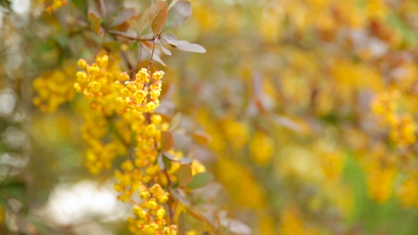 Blooming Berberis Ottawensis, Deciduous And Evergreen Shrub. Bright Yellow Flowers, Natural Spring