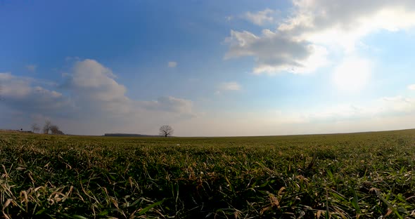 Green Grass And Fluffy Clouds Blown By The Wind At The Field With Lone Leafless Tree In The Middle.