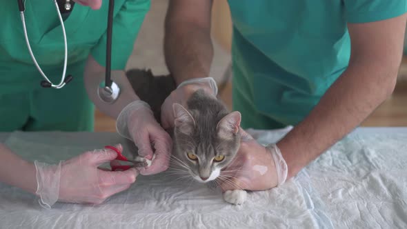 Shearing the Claws of a Cat in a Veterinary Office