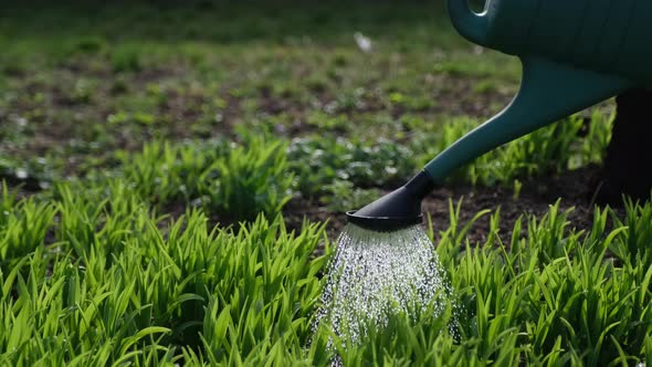 Take Care of Garden  Close Up View of Gardener Watering Garden Bed