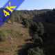 Aerial View in Wild Forest - VideoHive Item for Sale