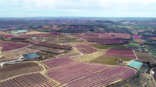 Aerial View of Peach Trees in Bloom Aitona Catalonia Spain