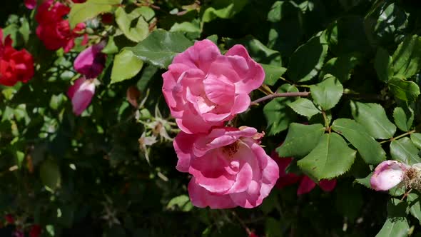 Two Pink Rose Blooms