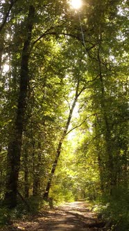 Vertical Video of Trees in the Forest in Autumn