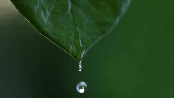 Water Drops on a Leaf 113