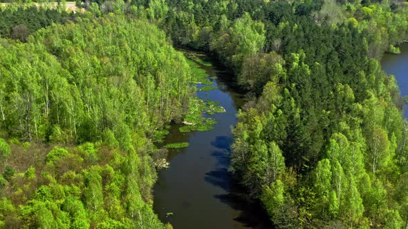 Big river and forest in summer. Aerial view of Poland