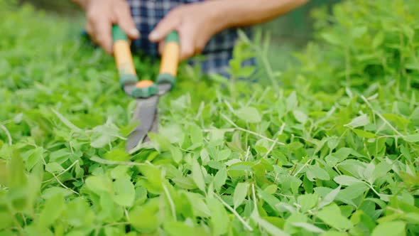 Closeup of a Gardener's Hands Cutting Ornamental Bushes with Garden Shears