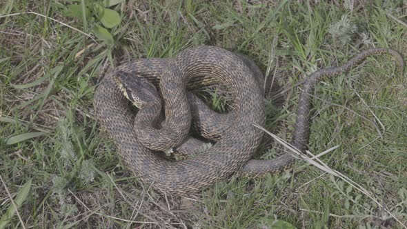 Big Blotched Snake in the Grass Latin Name Elaphe Sauromates