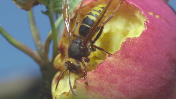 Hornet Eats Red Apple