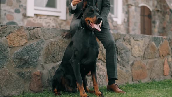Wealthy Businessman in a Business Suit Is Using Smartphone and Smiling with a Doberman Dog