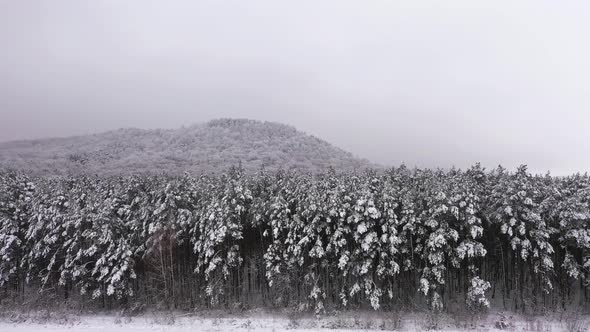 Winter Landscape with Fog and White Trees Aerial View