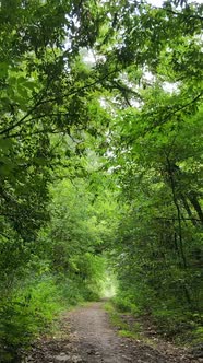 Vertical Video of Green Forest By Day